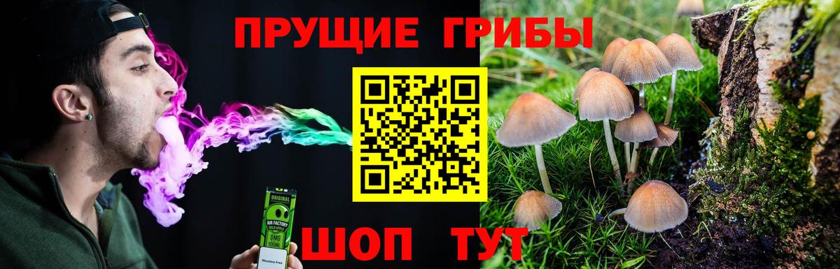 Псилоцибиновые грибы мицелий Пугачёв